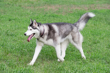 Cute siberian husky puppy is walking on a green grass in the summer park. Pet animals.