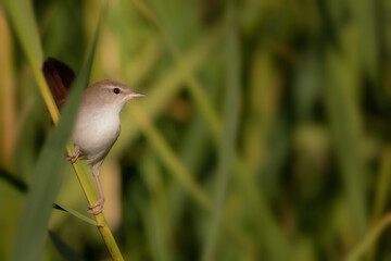 Nature and bird. Lake habitat background. 