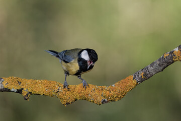carbonero común posado en una rama con liquen (Parus major) 