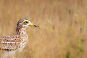 Obraz premium Nature and bird. Yellow green nature habitat background. Bird: Eurasian Stone curlew. Burhinus oedicnemus.
