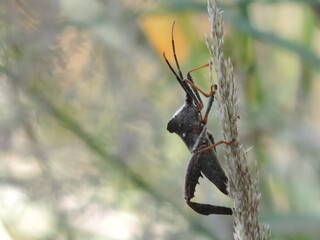spider on a branch