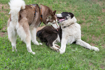 Siberian husky puppy and alabai puppy are playing on a green grass in the summer park. Central...