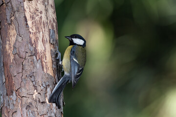 carbonero común posado en un tronco (Parus major)