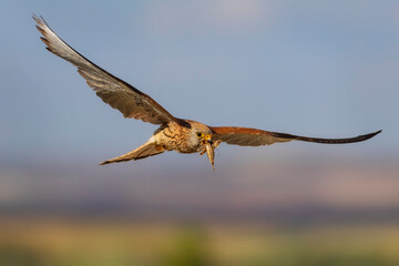 Flying bird. Bird of prey. Blue sky background. 