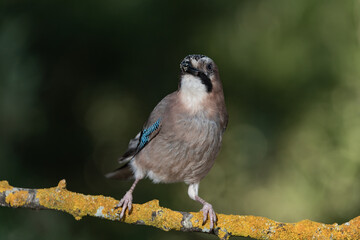 arrendajo euroasiático​ (Garrulus glandarius) posado en una rama con líquenes 