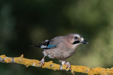 arrendajo euroasiático​ (Garrulus glandarius) posado en una rama con líquenes 