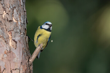 herrerillo común posado en un tronco de la charca (Cyanistes caeruleus)​