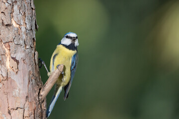 herrerillo común posado en un tronco de la charca (Cyanistes caeruleus)​ 