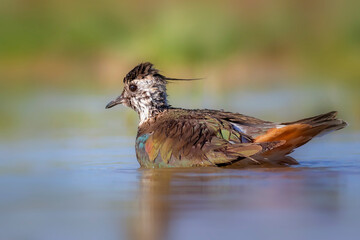 Water and bird. Green blue nature background. Bird: Northern Lapwing. Vanellus vanellus.