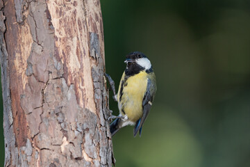 Fototapeta premium carbonero común (Parus major) posado en un tronco