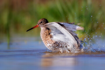 Nature and bird. Common water bird Spotted Redshank. Tringa erythropus. Nature background.