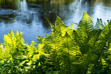 The thickets of green ferns on the banks of the river are illuminated by the sun. the young leaves...