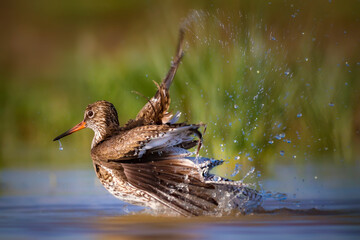 Nature and bird. Common water bird Spotted Redshank. Tringa erythropus. Nature background.
