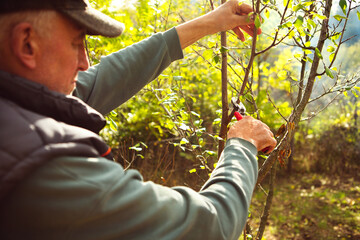 Man pruning tree branch with secateurs in the orchard