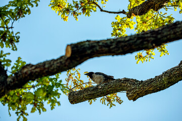 crow on tree, nacka, sweden, stockholm,sverige