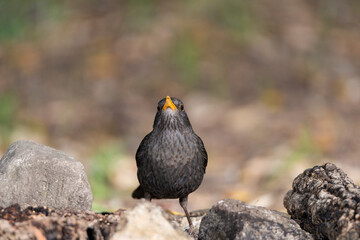 mirlo común en el suelo junto al estanque del parque (Turdus merula)