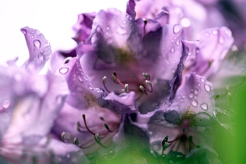 water drops on purple flower, nacka, sweden, stockholm,sverige