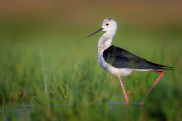 Obraz premium Beautiful water bird. Black winged Stilt. Green nature habitat background.