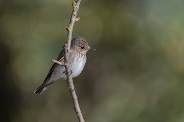 papamoscas gris (Muscicapa striata) posado en una rama con liquen 