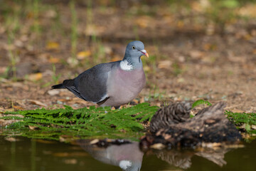 paloma torcaz ​ en el suelo del bosque (Columba palumbus)