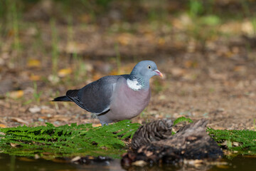 paloma torcaz en el suelo del bosque (Columba palumbus)​ 