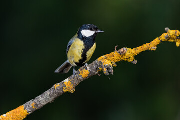 carbonero común posado en una rama con líquenes y fondo verde oscuro (Parus major) 