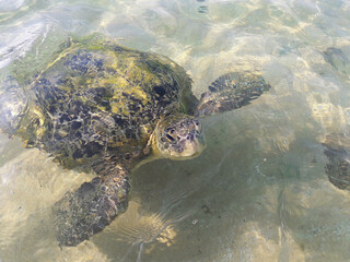 Obraz premium Turtle swimming near the shore in paradise beach, in the coral reef