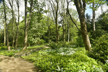 Parterres de variétés de fleurs entre les chemins et arbres au bois qui sépare les jardins de Jean Sobieski et celui du fleuriste à Laeken 