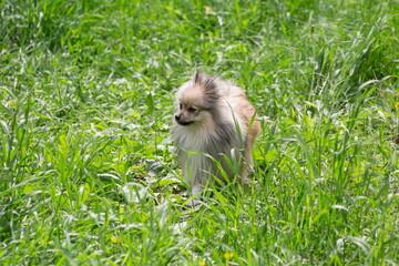 Cute german spitz puppy is standing on lush green grass and looking away. Pet animals.