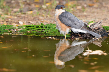 gavilán común bañándose en la charca del bosque mediterráneo  (Accipiter nisus)​​