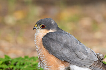 gavilán común​​ bañándose en la charca del bosque mediterráneo (Accipiter nisus)