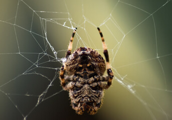araña en tela de araña
