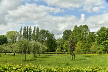 Obraz premium Jeunes arbres sur la pelouse principale aux Jardins Jean Sobieski à Laeken