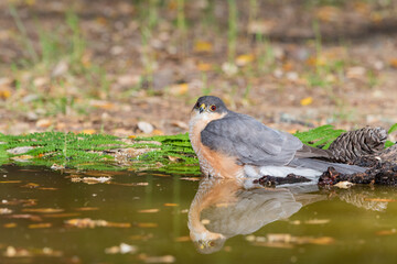 gavilán común (Accipiter nisus)​​ bañándose en la charca del bosque mediterráneo 