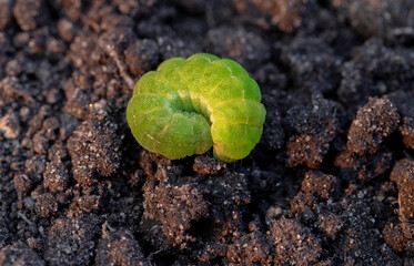 The green caterpillar curled into a ring on the ground.