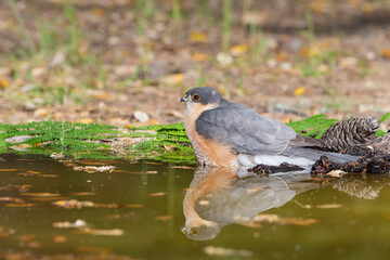 gavilán común (Accipiter nisus)​​ bañándose en la charca del bosque mediterráneo 