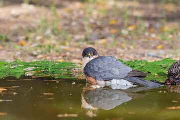 gavilán común​​ bañándose en la charca del bosque mediterráneo (Accipiter nisus)