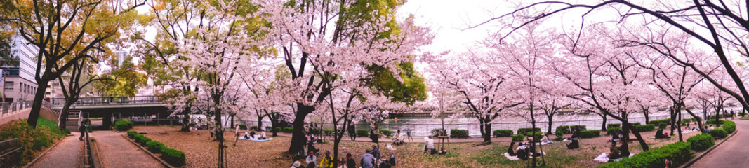 Fototapeta premium Super wide panorama of old and young people enjoying the hanami (the tradition of enjoying the transient beauty of flowers) under the sakura trees blooming in a park, Osaka, Japan