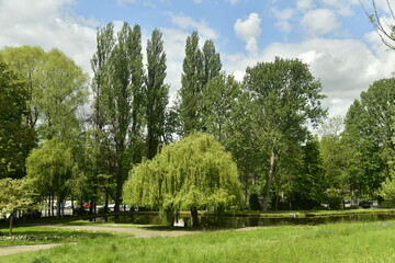 Fototapeta na wymiar Zone de gazon non tondu entre les arbres dominant l'étang principal aux Jardins Jean Sobieski à Laeken 