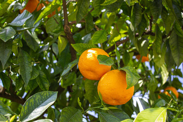 Tree branches with ripe oranges in the middle of the green leaves.