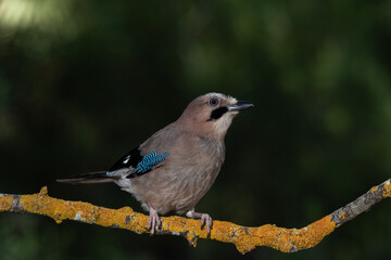 arrendajo euroasiático​ posado en una rama con líquenes (Garrulus glandarius)