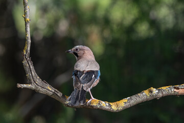 arrendajo euroasiático​ posado en una rama con líquenes (Garrulus glandarius) 