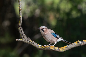 arrendajo euroasiático​ (Garrulus glandarius) posado en una rama con líquenes 