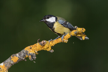 carbonero común (Parus major) posado en una rama