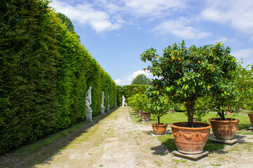 Citrus garden and the white statues behind the hedge.