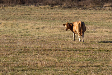 Lone Brown Cow in Field Turning to Look