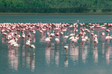 Naklejka premium Nakuru National Park Safari Tour