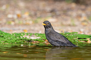 mirlo común (Turdus merula) en el estanque del parque 