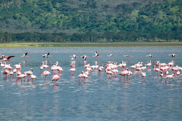 Nakuru National Park Safari Tour