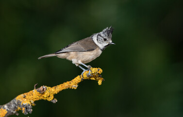 herrerillo capuchino posado en una rama con líquenes (Lophophanes cristatus) 